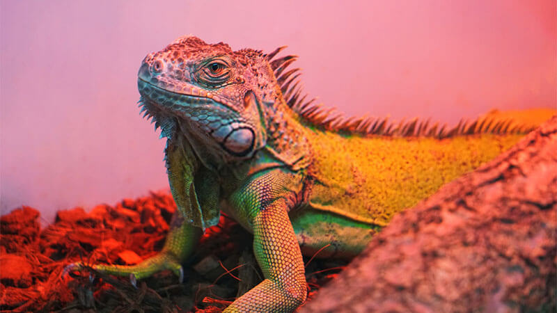 Iguana-Diseases