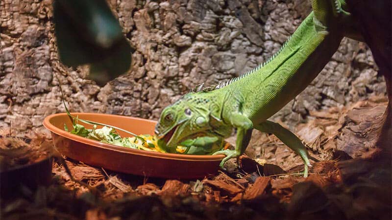 Iguana-Eating-Veggietables