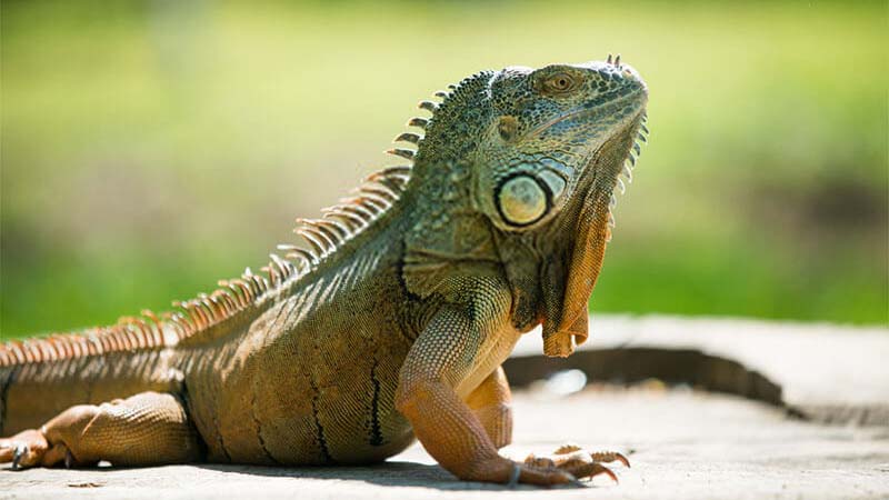 Iguana-Origion