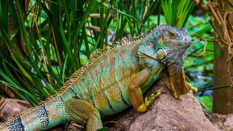 Iguana-Resting-on-a-Rock