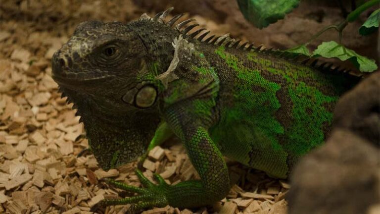 Image showcasing Understanding Shedding: A Comprehensive Approach to Your Reptile's ...