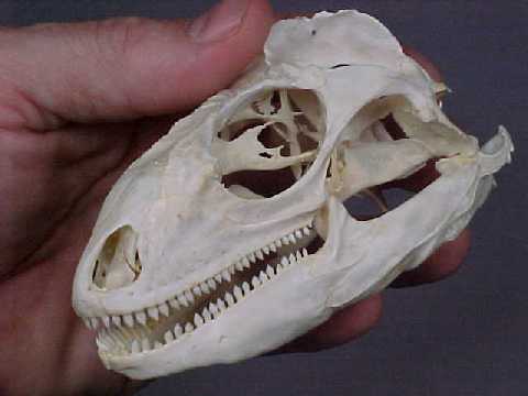 iguana-skull