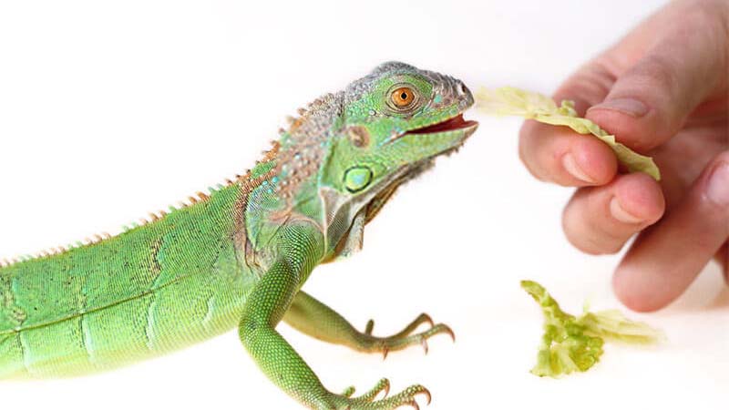 Iguana-eating-greens