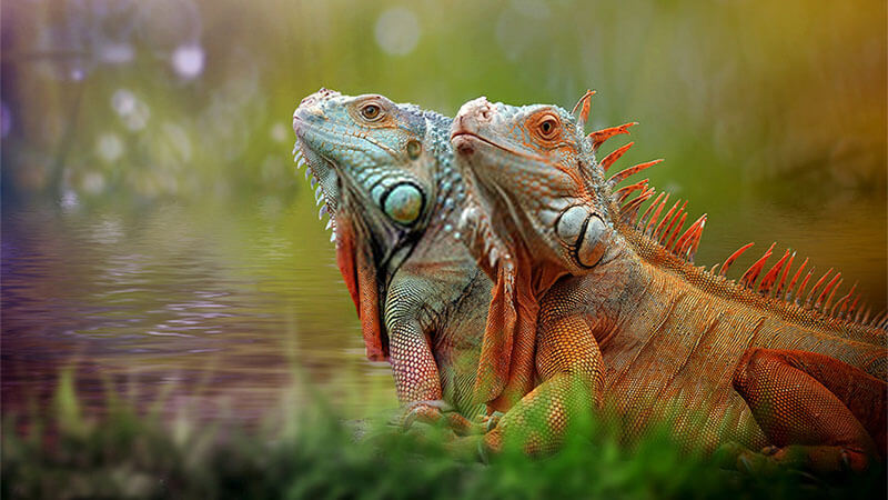 Keeping-Iguanas-as-pets