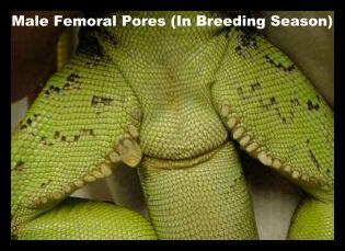 male-iguana-femoral-pores