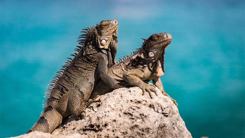 Male-and-Female-Iguana