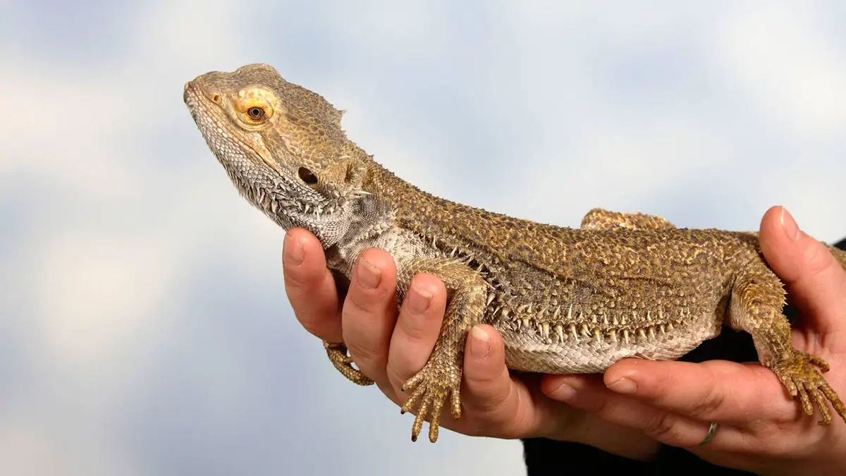 Bearded Dragon Care Sheet (The Complete Care Guide)