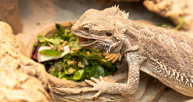 bearded-dragon-eating-greens