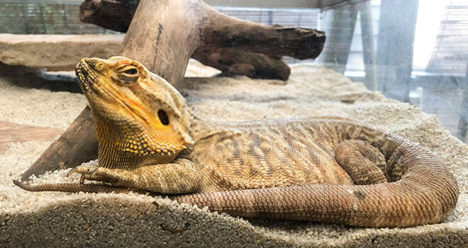 Bearded Dragon Lighting And Heating Requirements