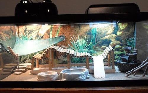 Setting up a shop bearded dragon enclosure