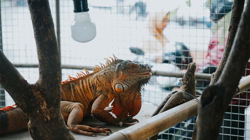 best-iguana-cage