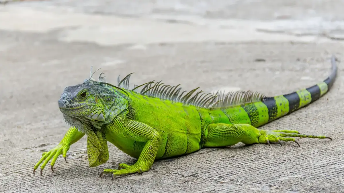 deworming-iguanas