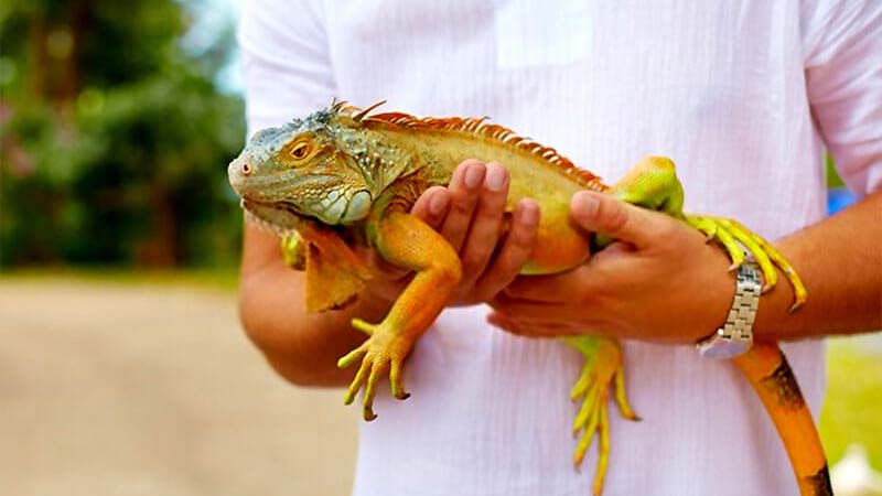 handling-iguana