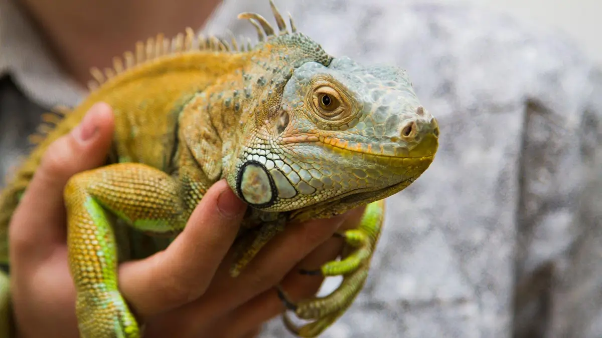how-to-tame-an-iguana