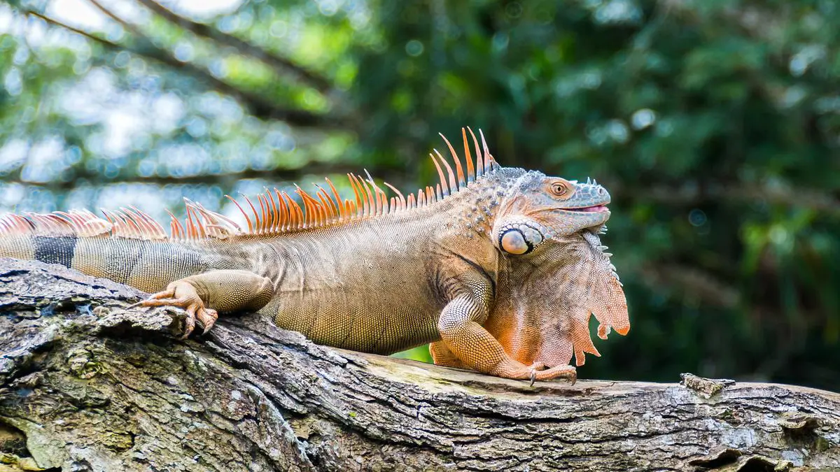 iguana-breeding-season-behaviour