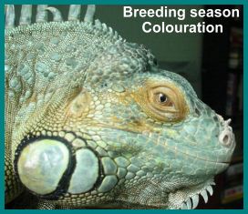 iguana-breeding-season-coloration