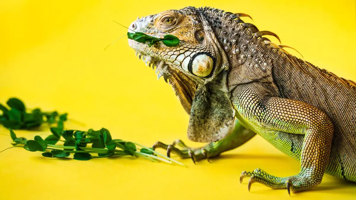 iguana-diet