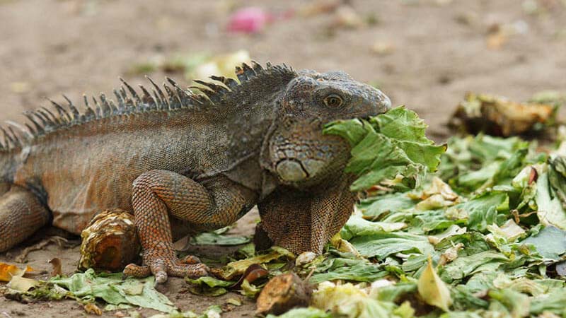 iguana-eating-lettuce-in-wild