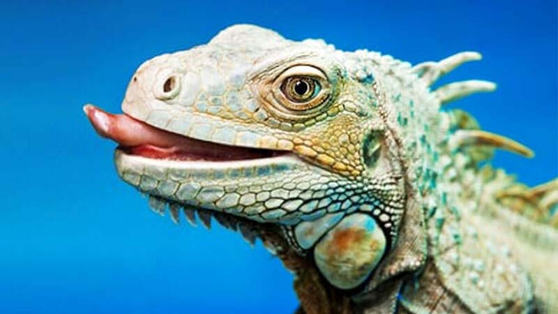 iguana-facts