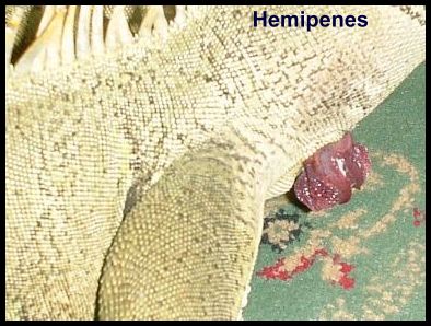 iguana-hemipense