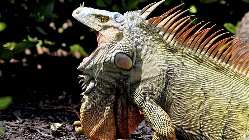 iguana-looking-aggressive