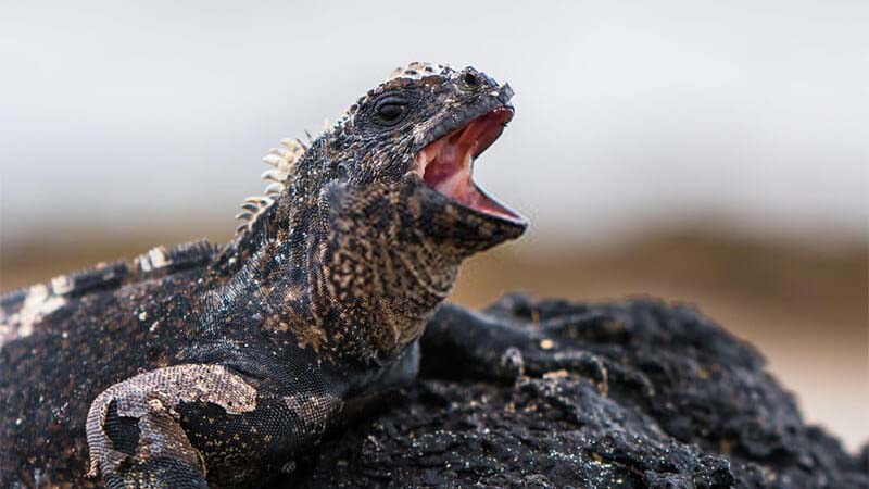 What Does It Mean When an Iguana Opens Its Mouth?