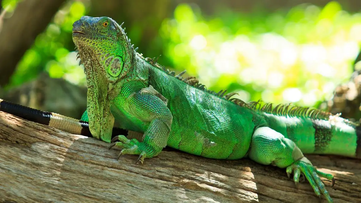 iguana-resting-on-a-log