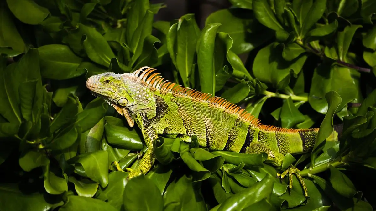 iguana-safe-plants