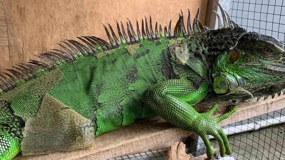 iguana-shedding