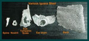 Picture of Iguana Shedding: A Complete Guide to Understanding the Process