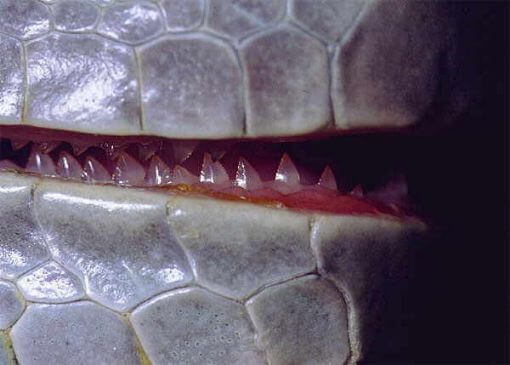 iguana-teeth