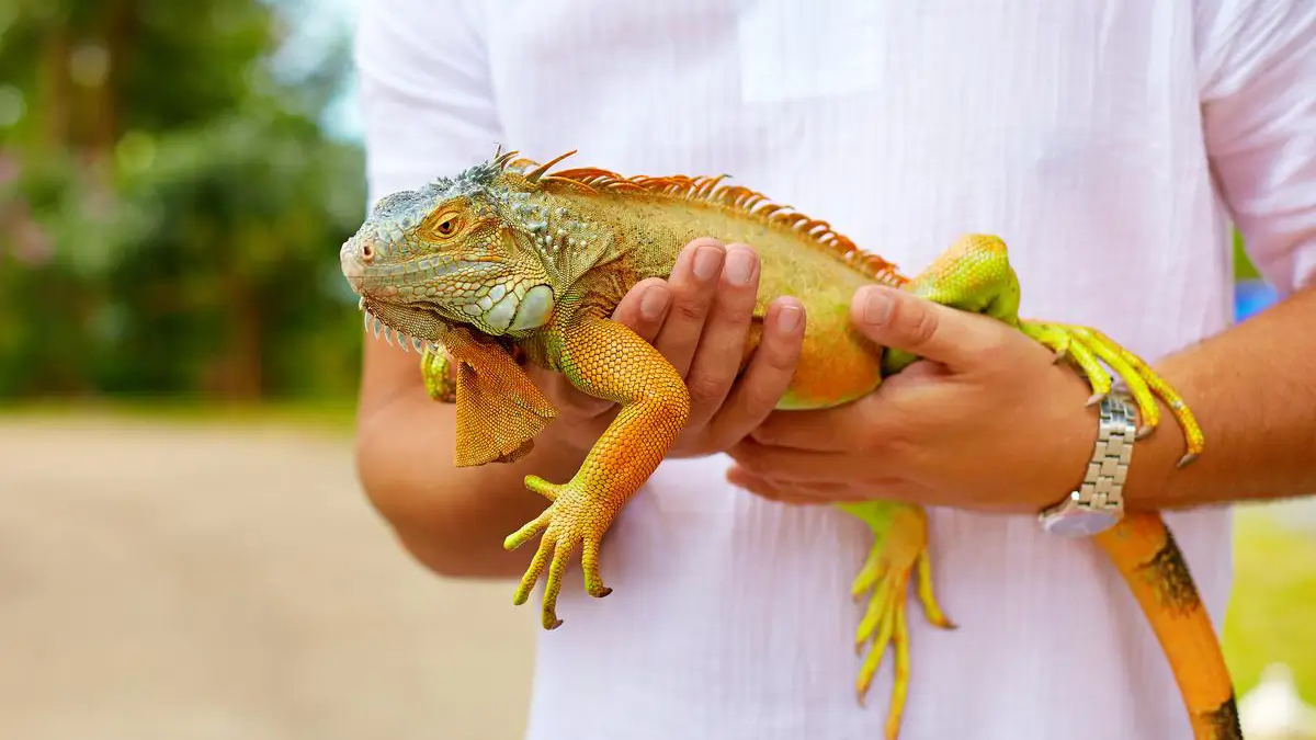 iguanas-as-pets-pros-and-cons