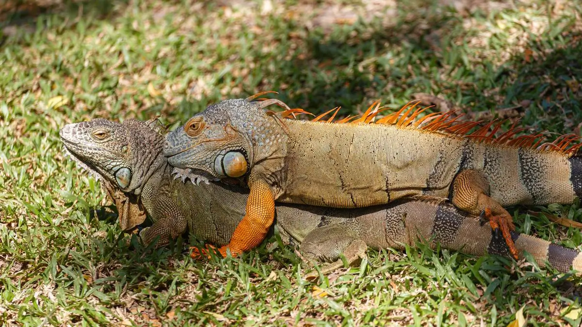 male-vs-female-iguana