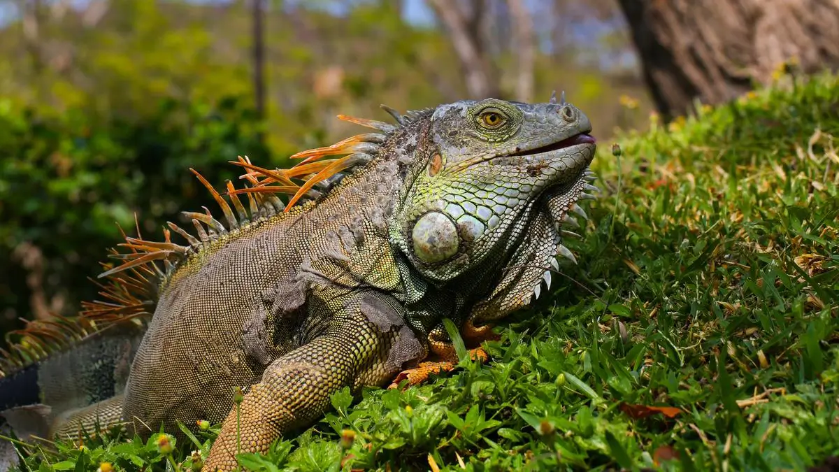 metabolic-bone-disease-in-iguanas