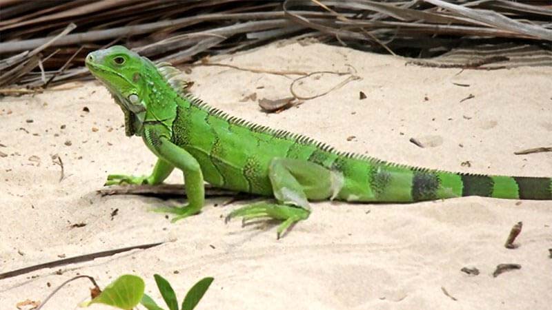 pet-iguana