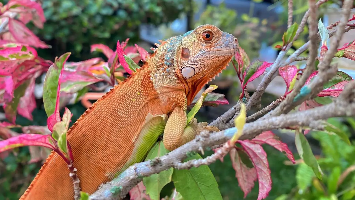 red-iguana