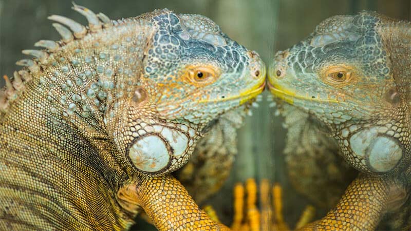 training-iguana