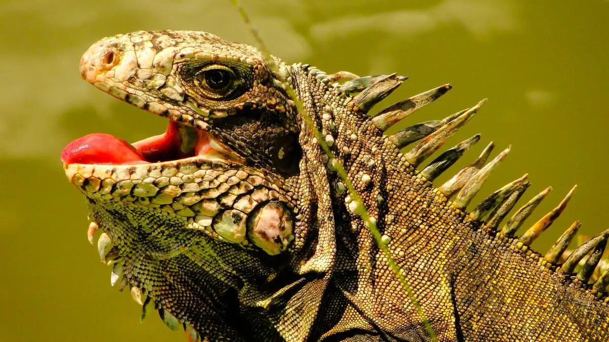 what-does-it-mean-when-an-iguana-opens-its-mouth