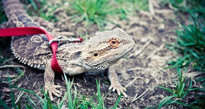 bearded-dragon-leash
