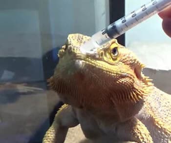 giving-water-to-a-dehydrated-bearded-dragon-through-dropper