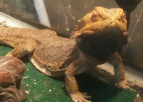 sick-bearded-dragon-with-black-beard