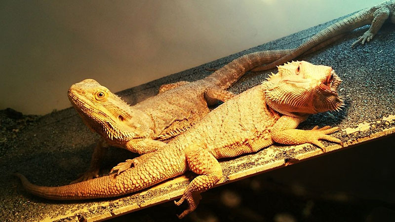 bearded-dragon-cage
