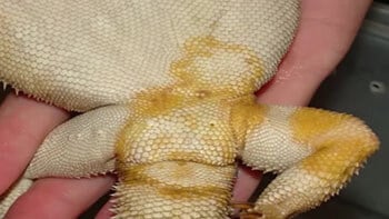 bearded-dragon-infected-with-yellow-fungus