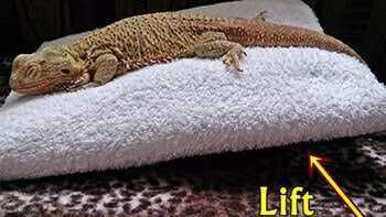 bearded-dragon-laying-in-incline-position