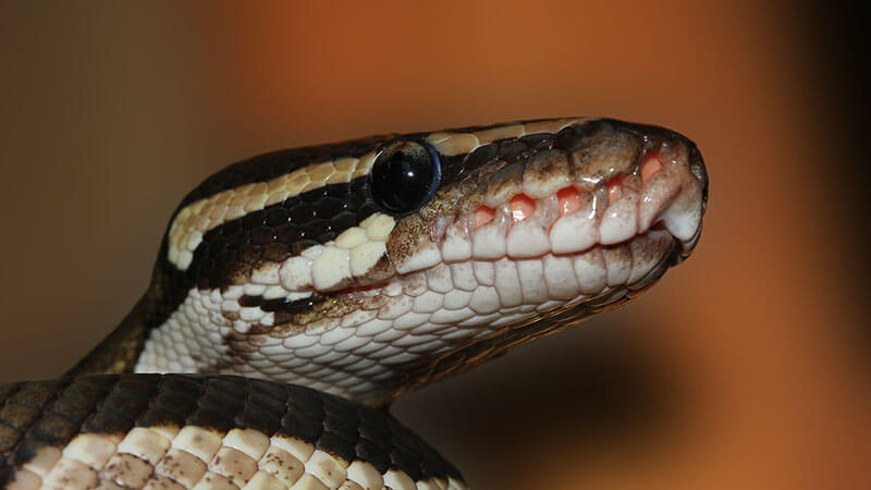 stressed-ball-python