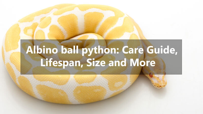 albino-ball-python