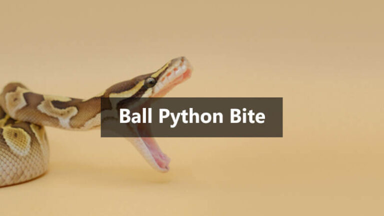 Are Ball Pythons Poisonous? Do Ball Pythons Bite? - MyPetReptiles