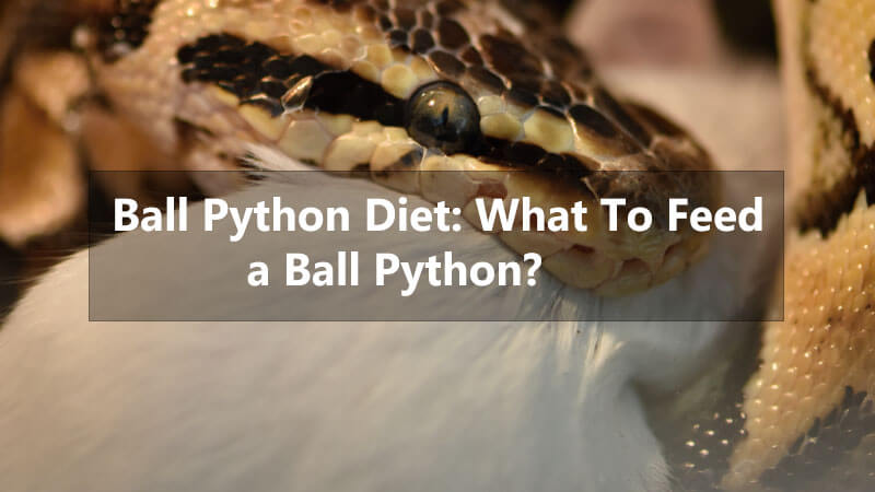 ball-python-diet