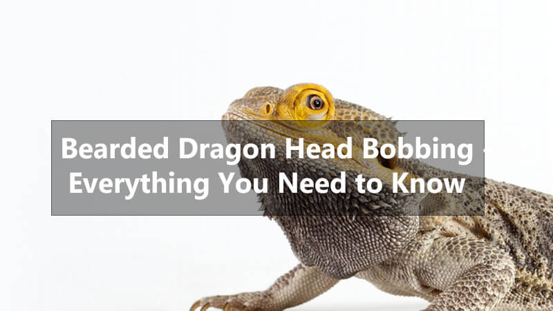 bearded-dragon-head-bobbing