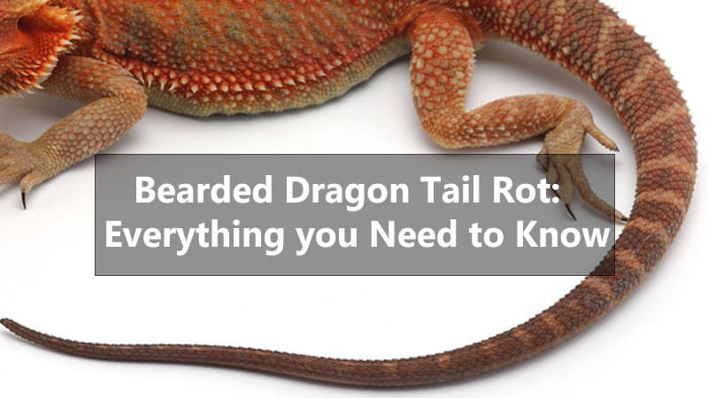 bearded-dragon-tail-rot